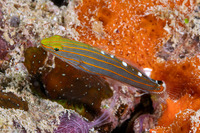 Koumansetta rainfordi (Old Glory)