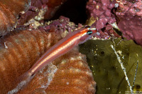 Eviota bifasciata (Twostripe Dwarfgoby)
