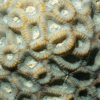 Favites flexuosa (Favites Flexuosa)