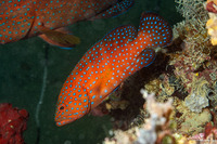 Cephalopholis miniata (Coral Grouper)