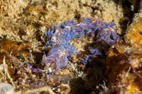 Pteraeolidia semperi (Blue Dragon Nudibranch)