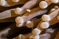 Cuapetes kororensis (Mushroom Coral Shrimp)