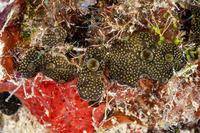 Leptoclinides cf. reticulatus (Leptoclinides cf. Reticulatus)