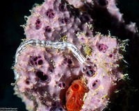 Dendrilla rosea (Dendrilla Rosea)