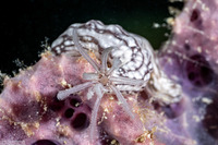 Synaptula sp.1 (Sponge Sea Cucumber)