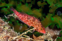 Cirrhitichthys oxycephalus (Pixy Hawkfish)