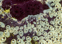 Symplegma rubra (Symplegma Rubra)