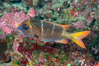 Monotaxis heterodon (Redfin Bream)