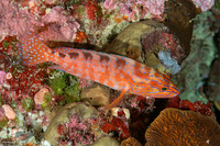 Cephalopholis sexmaculata (Saddle Grouper)