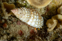 Dardanus sanguinocarpus (Bloody Hermit Crab)