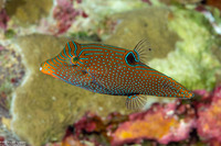 Canthigaster papua (Papuan Toby)