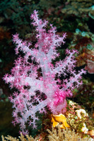 Dendronephthya sp.1 (Dendronephthya)