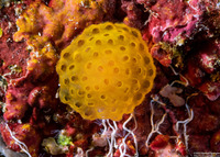Pseudodistoma megalarva (Stalked Tunicate)