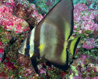 Platax pinnatus (Pinnate Spadefish)