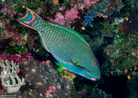Cetoscarus ocellatus (Spotted Parrotfish)