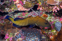 Cephalopholis argus (Peacock Grouper)
