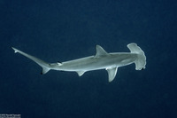 Sphyrna mokarran (Great Hammerhead)