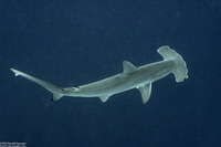 Sphyrna mokarran (Great Hammerhead)