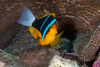 Amphiprion chrysopterus (Orangefin Anemonefish)