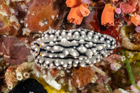 Phyllidia elegans (Elegant Phyllidia)
