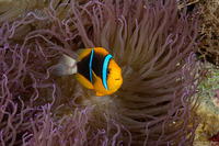 Amphiprion chrysopterus (Orangefin Anemonefish)