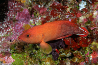 Cephalopholis urodeta (Flagtail Grouper)