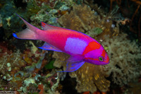 Pseudanthias pleurotaenia (Squarespot Anthias)