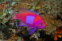 Pseudanthias pleurotaenia (Squarespot Anthias)
