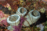 Amphimedon sp.1 (Vase Sponge)