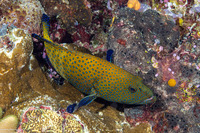 Cephalopholis argus (Peacock Grouper)