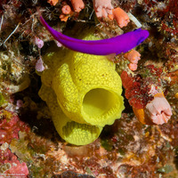 Phallusia julinea (Yellow Sea Squirt)