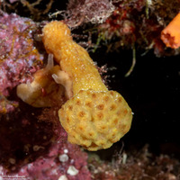 Pseudodistoma megalarva (Stalked Tunicate)
