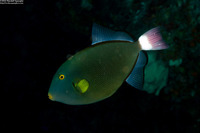 Melichthys vidua (Pinktail Triggerfish)