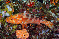 Cephalopholis sexmaculata (Saddle Grouper)