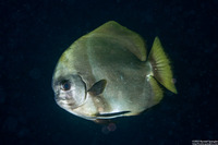 Platax boersii (Golden Spadefish)