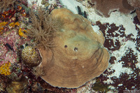 Pachyseris speciosa (Corrugated Coral)