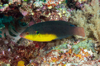 Anampses twistii (Yellow-Breasted Wrasse)