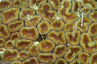Lobophyllia hemprichii (Lobed Brain Coral)