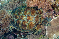 Chelonia mydas (Green Sea Turtle)