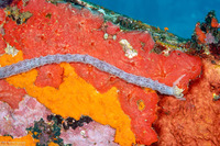 Synaptula sp.1 (Sponge Sea Cucumber)