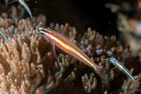 Eviota bifasciata (Twostripe Dwarfgoby)