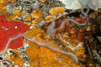 Ophiomastix caryophyllata (Spotted-Disc Brittle Star)