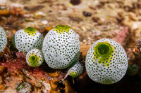 Atriolum robustum (Robust Sea Squirt)