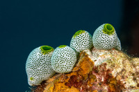 Atriolum robustum (Robust Sea Squirt)