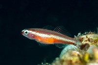 Eviota bifasciata (Twostripe Dwarfgoby)