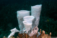 Haliclona fascigera (Haliclona Fascigera)