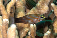 Cheilodipterus macrodon (Tiger Cardinalfish)
