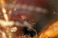 Caprella sp.1 (Skeleton Shrimp)