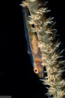 Bryaninops yongei (Wire Coral Goby)