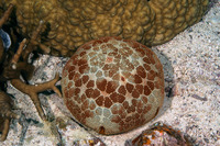Culcita novaeguineae (Cushion Star)
